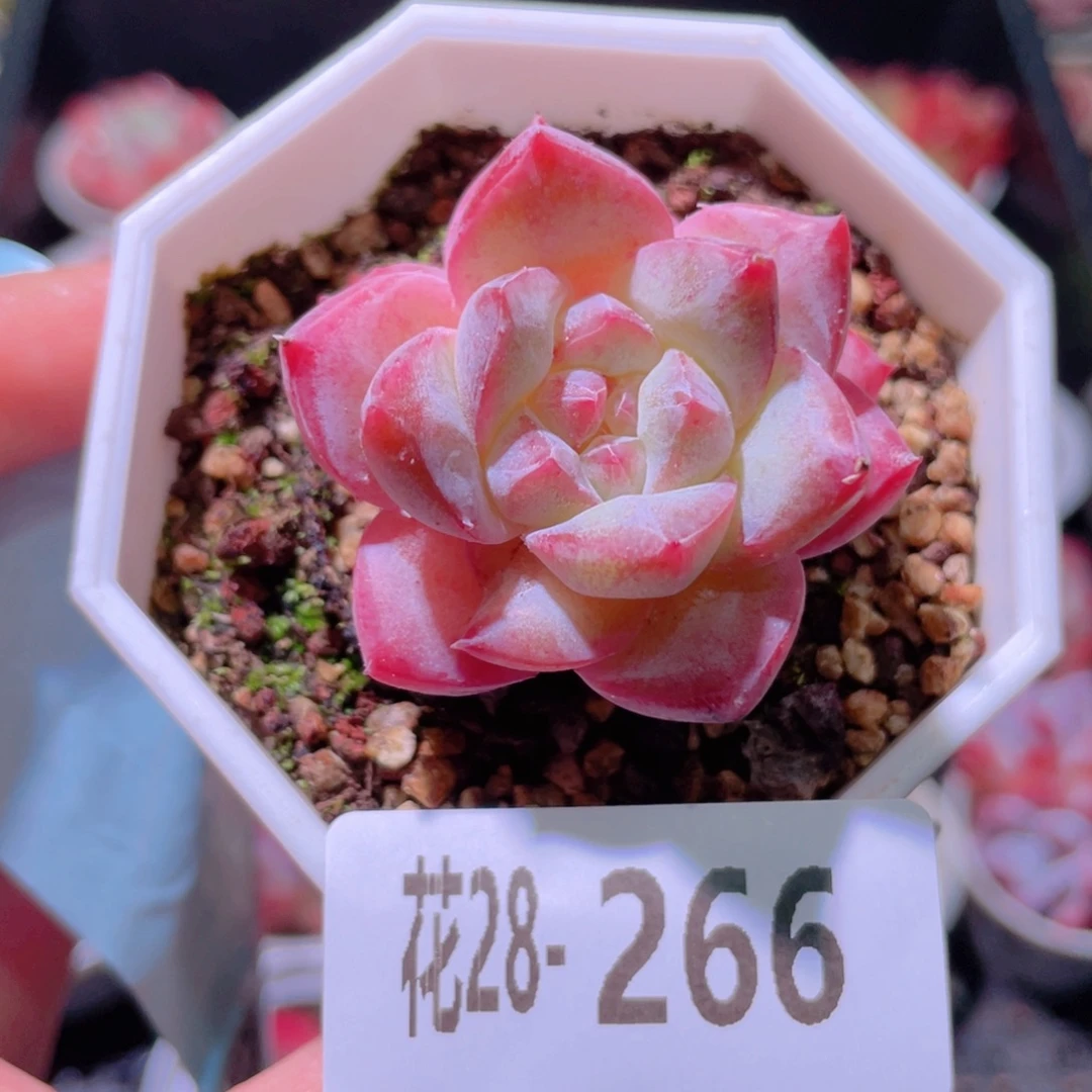 花利美28-266粉钻