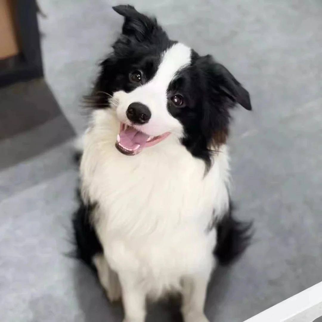 【小圆犬舍】纯种陨石边牧金毛罗威纳柯基小狗幼犬活体宠物级