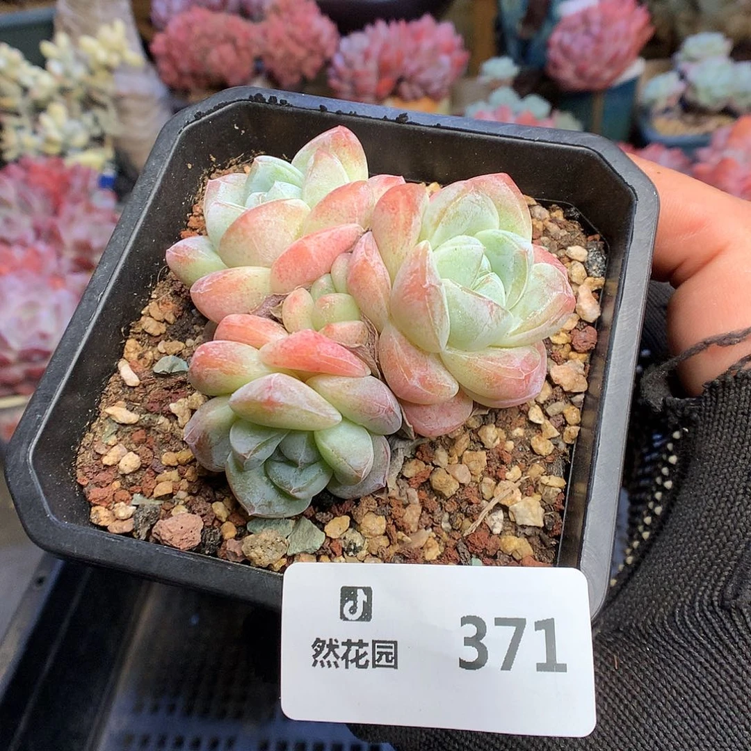 371冰玉多肉植物6636