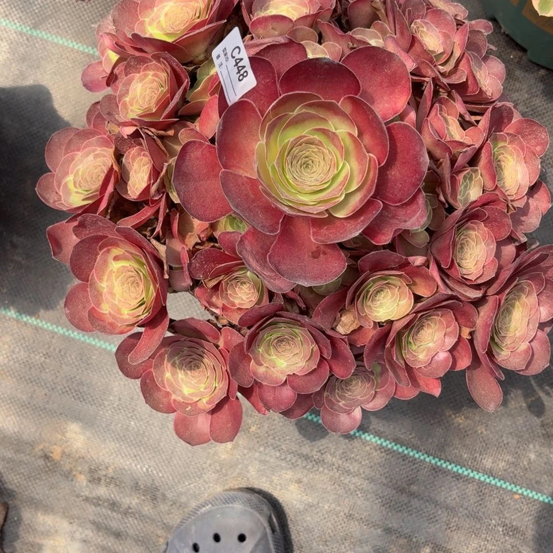 春***海448大美金多肉植物寄养