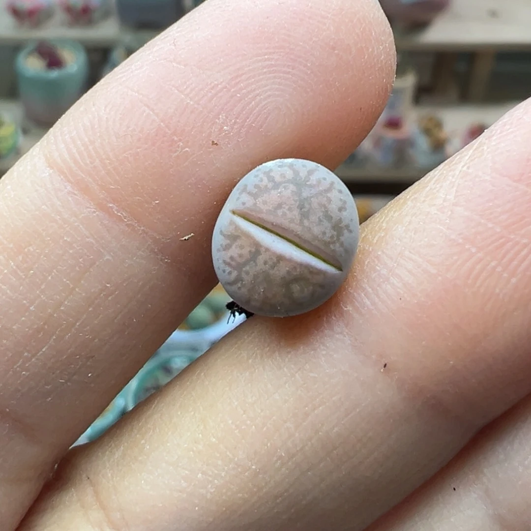 粘*多肉植物123号紫X凌