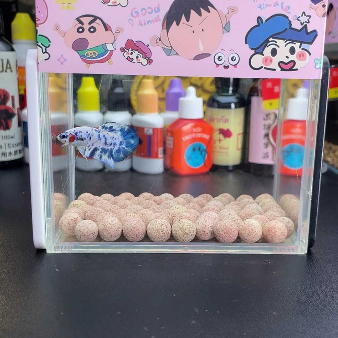 斗鱼37号106早青花奶牛