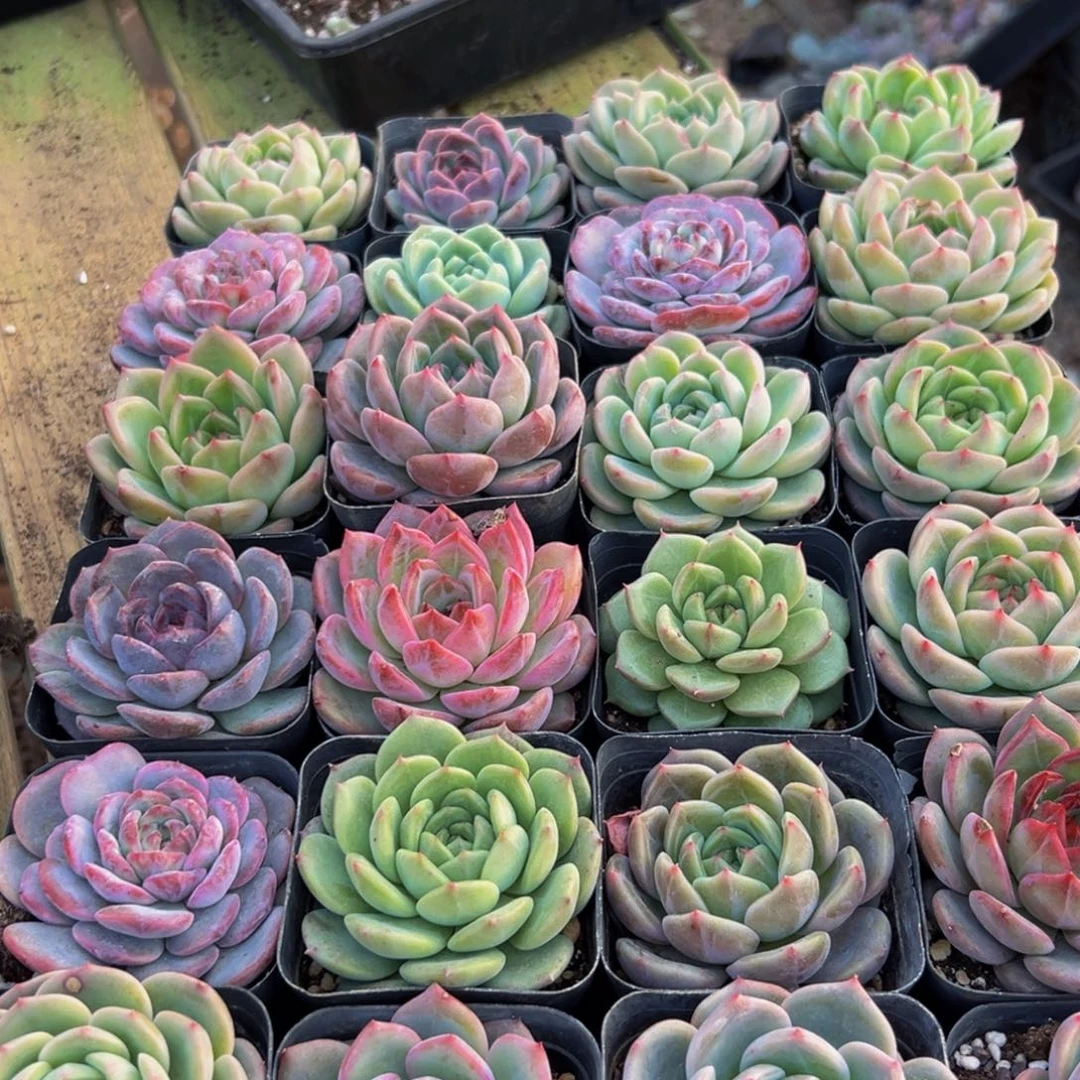 彪***️842点的点点滴滴兄弟相处