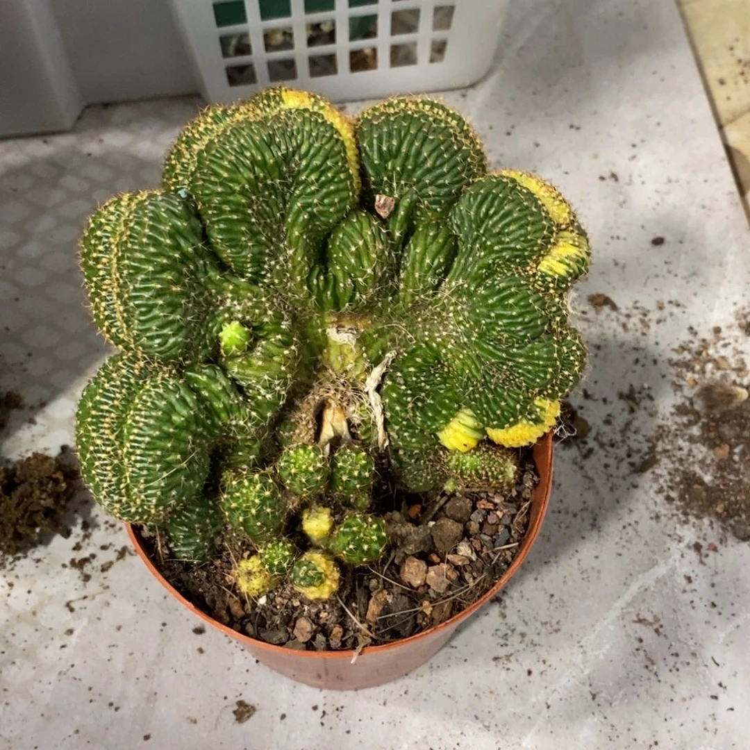 新品丽花缀化锦一物一拍1