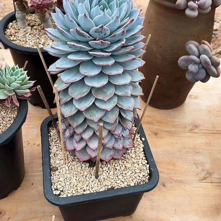 江***醉多肉植物，粉蓝鸟