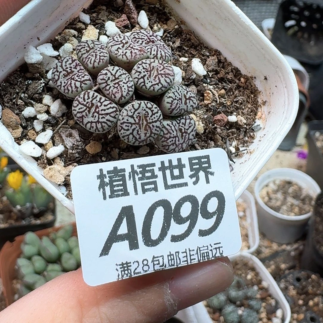 多肉植物的人生rg