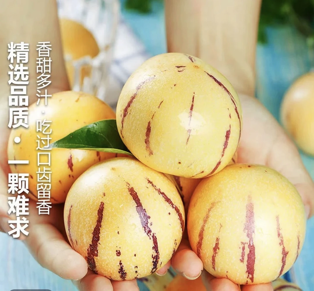 云南人参果黄肉圆果树上自然成熟清甜多汁新鲜维c网红新鲜水果