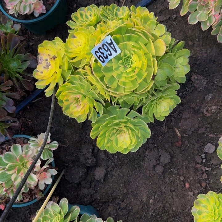 雨荷花25-51包邮花花