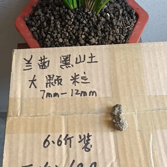 湾***沙兰菌黑山土大颗粒6.6斤