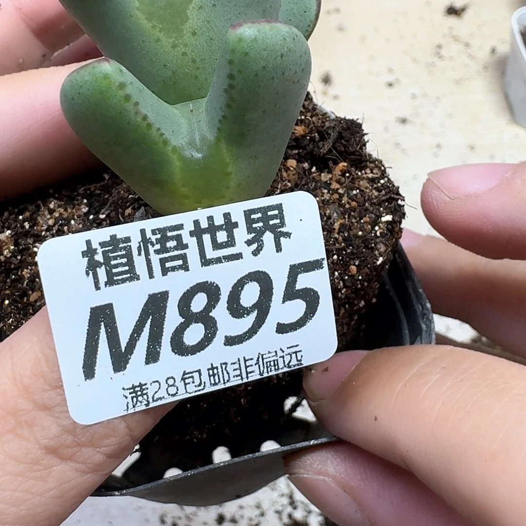 多肉植物的润泽额分