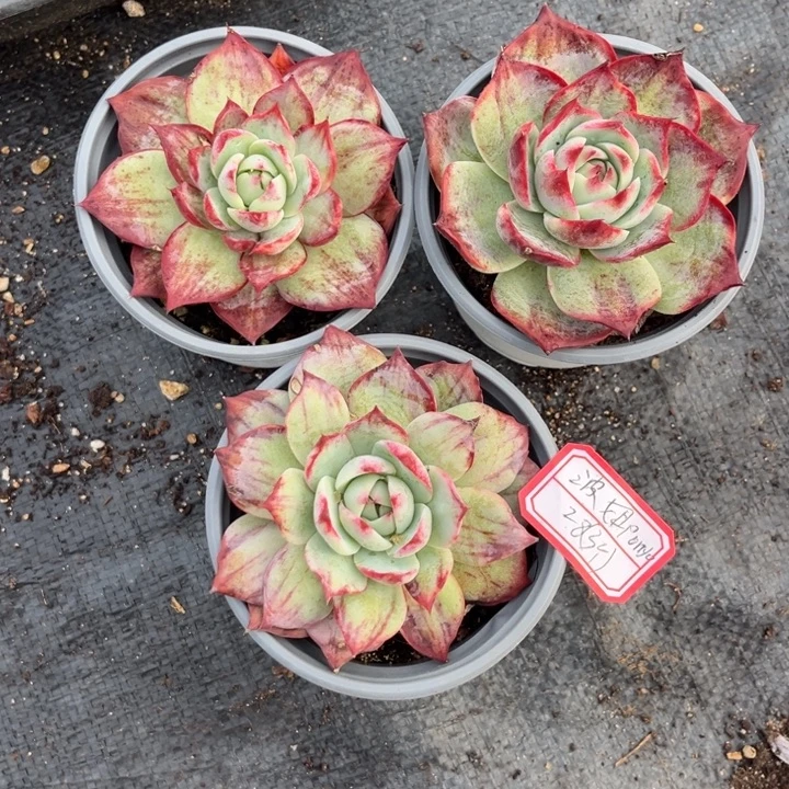 波***o惊鸿仙子多肉冠幅7-8厘米