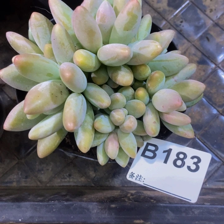 是吗这也不行我想