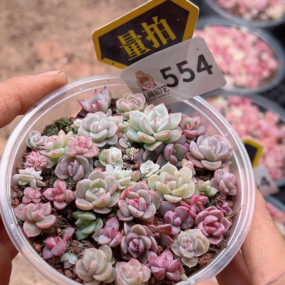 多肉植物多肉植物