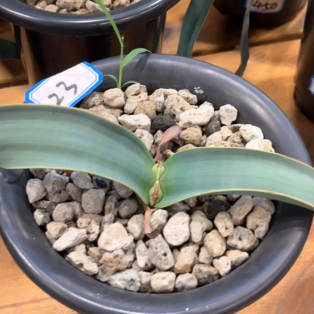 潮流植物百岁兰，23