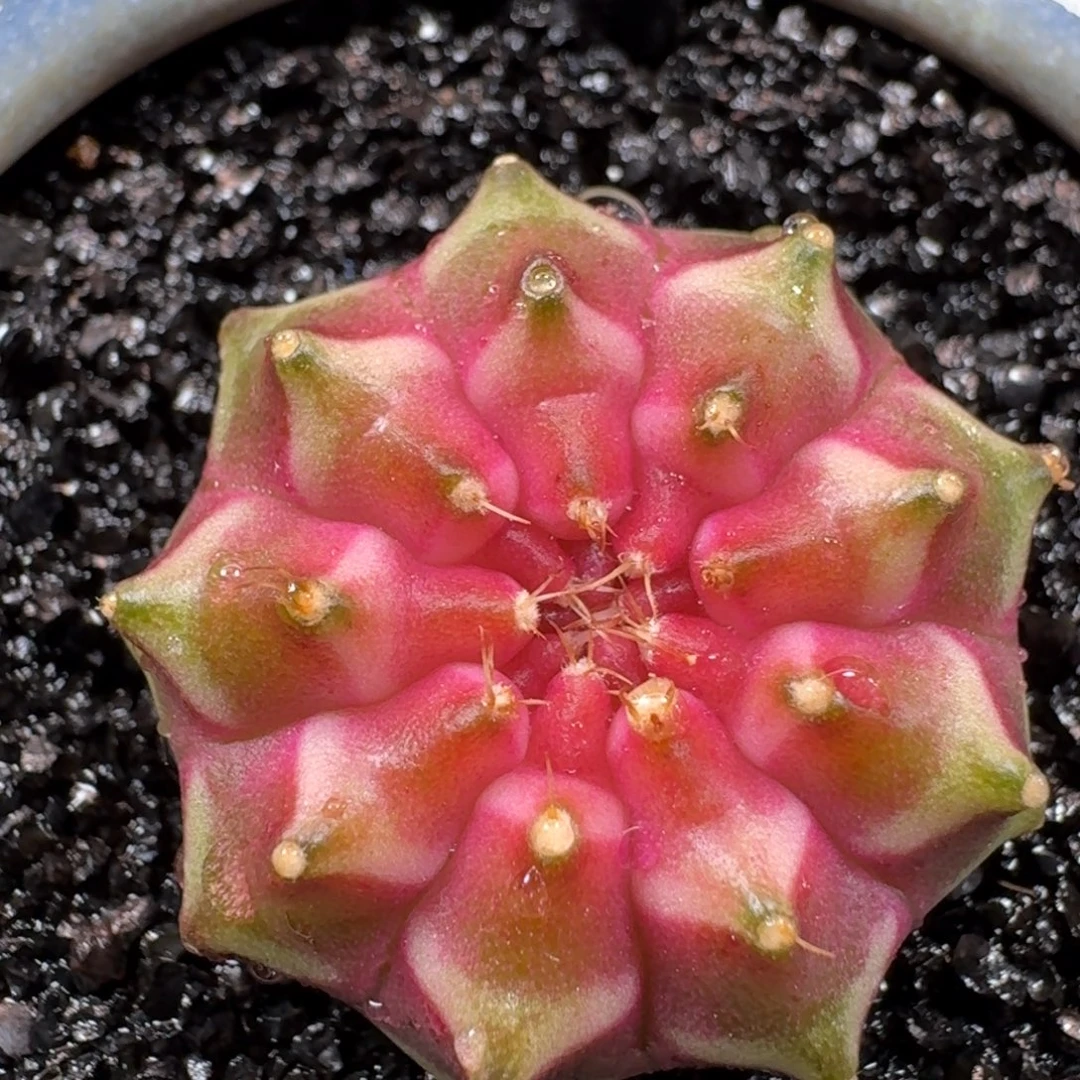 米哈实生自然锦泰国轮回母球366