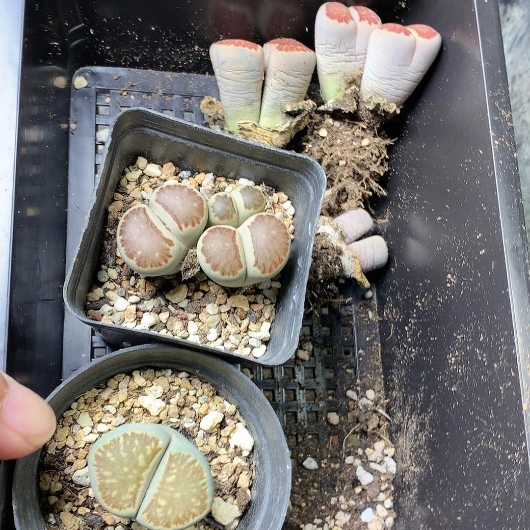且****8K313多肉植物保护