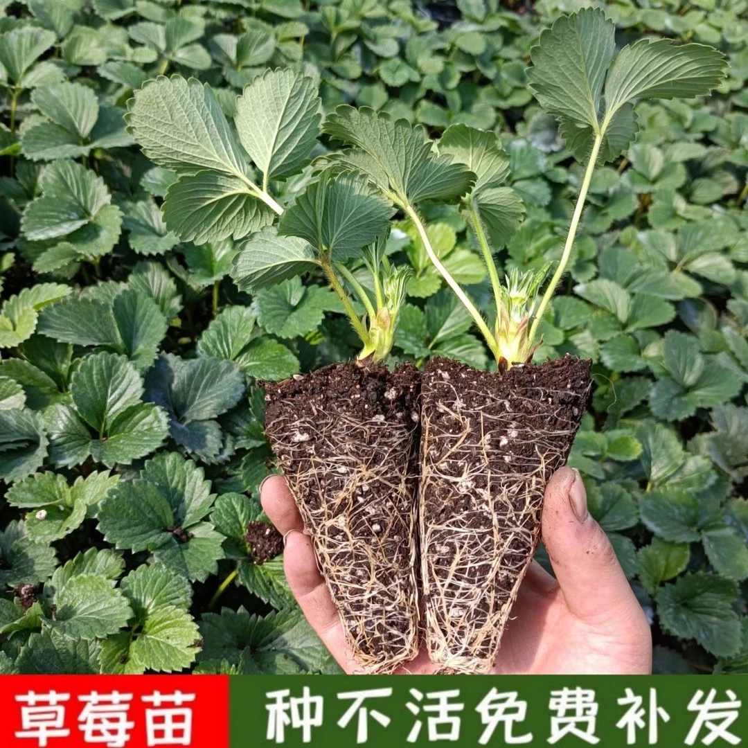 四季奶油草莓穴盘苗直播福利
