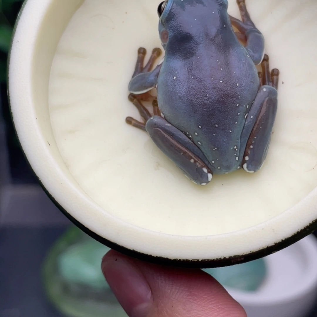 老爷树蛙8号紫蓝。