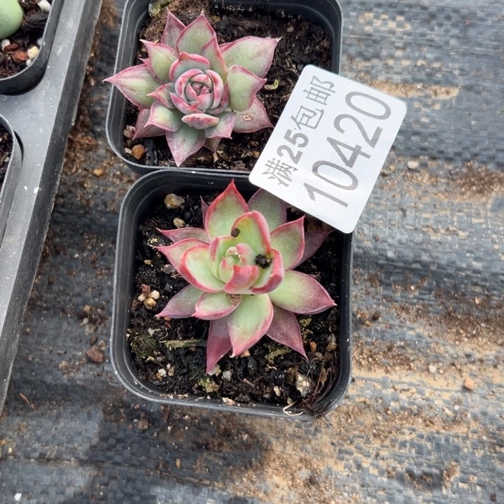 多肉420，一物一拍