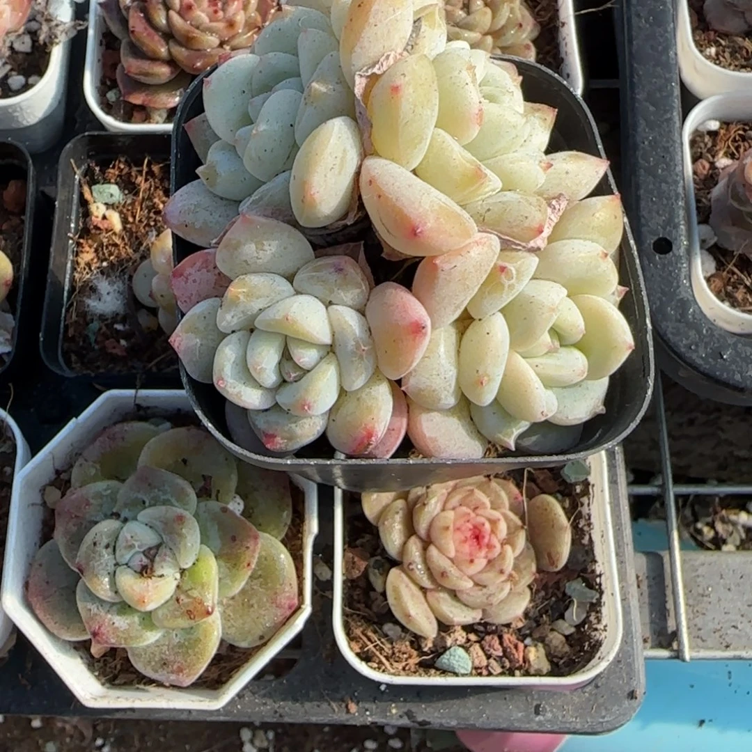 多肉小卡拉米糖心一物一拍