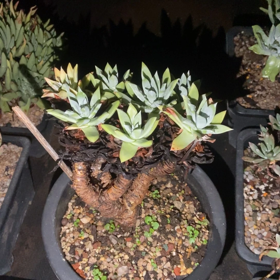法瑞多肉植物啦啦啦