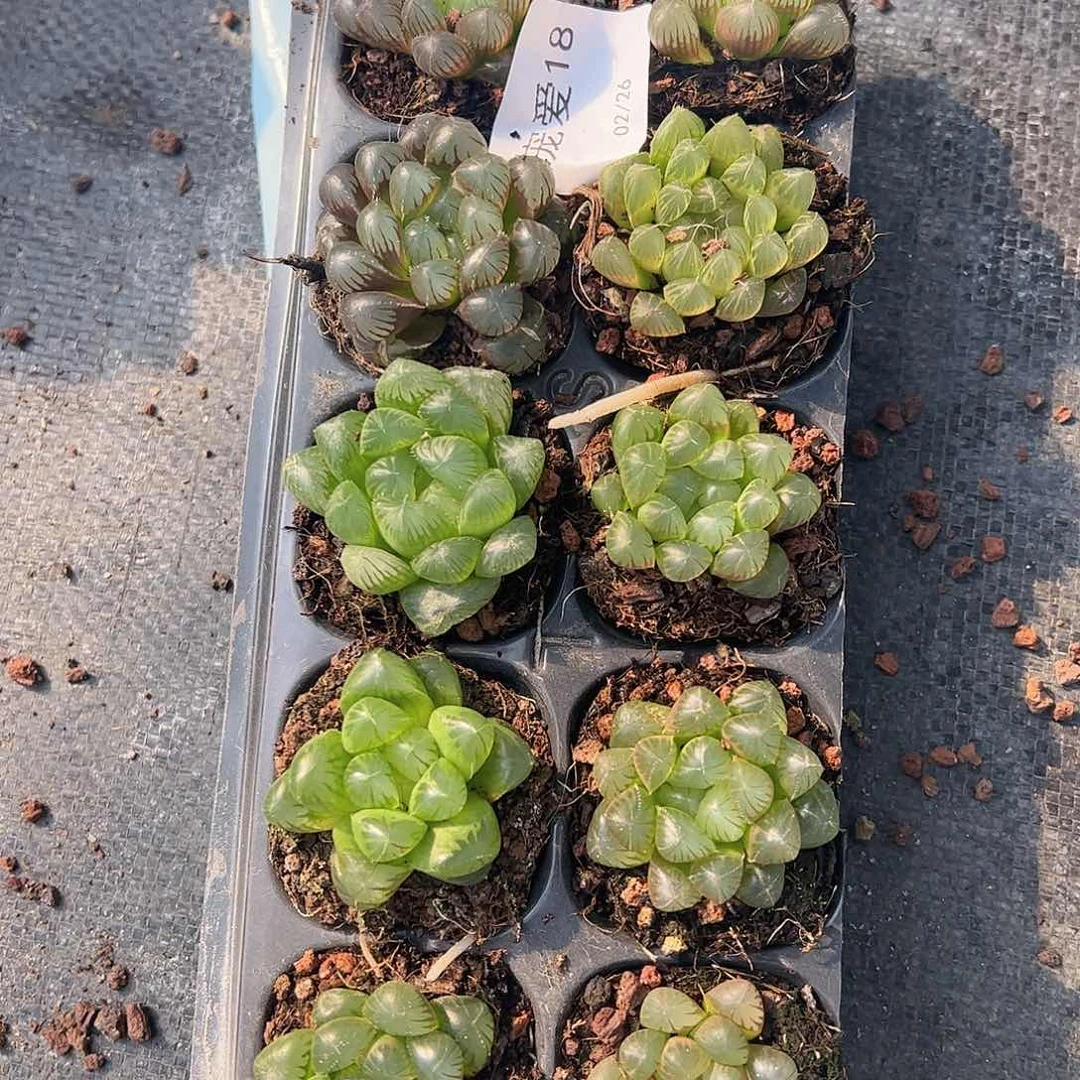 直播福利一物一拍18