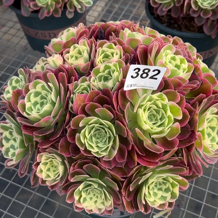 382白凤25厘米左右