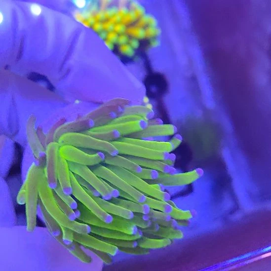 智海海洋珊瑚馆 竞拍链接