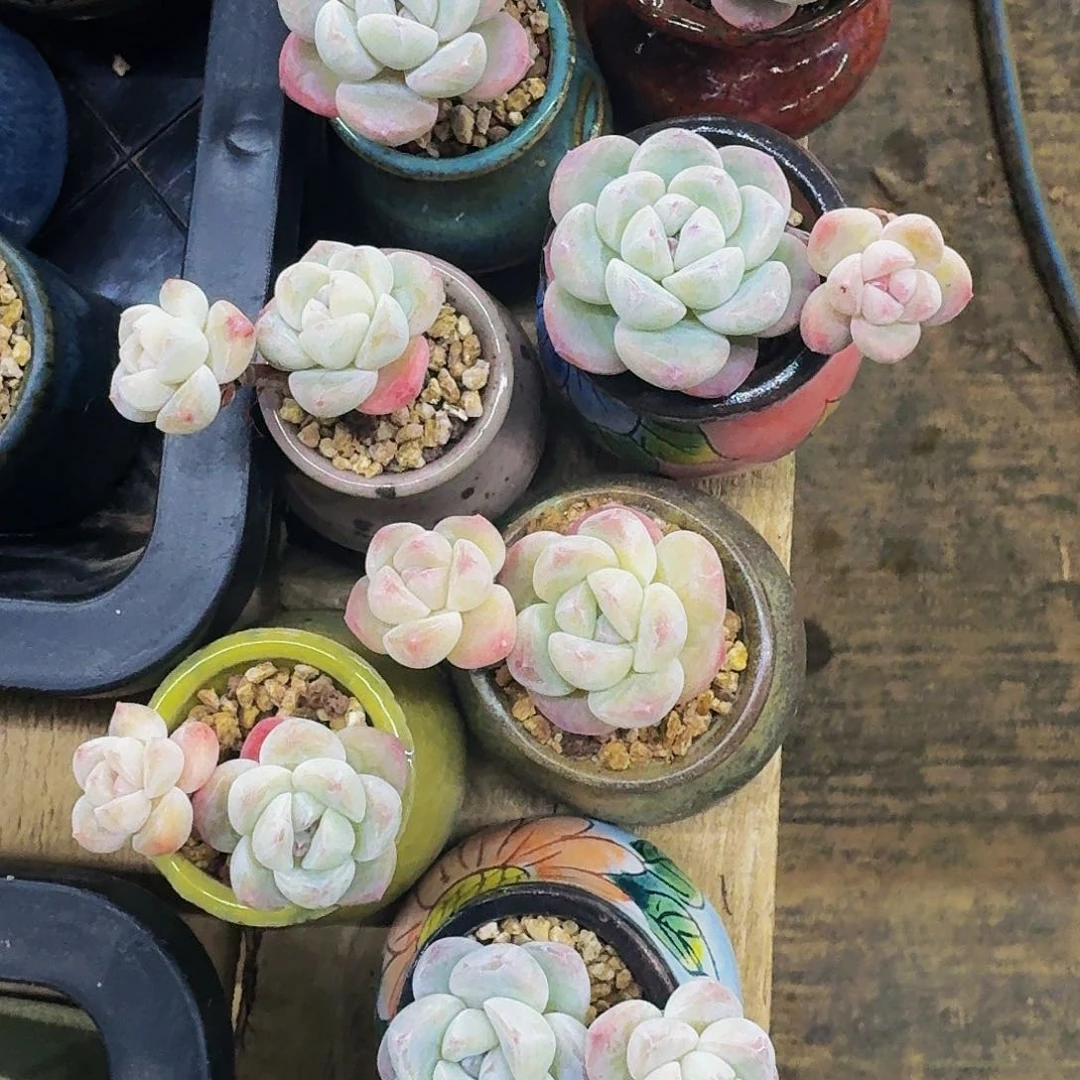 大**虫哈哈哈哈哈哈哈哈哈哈