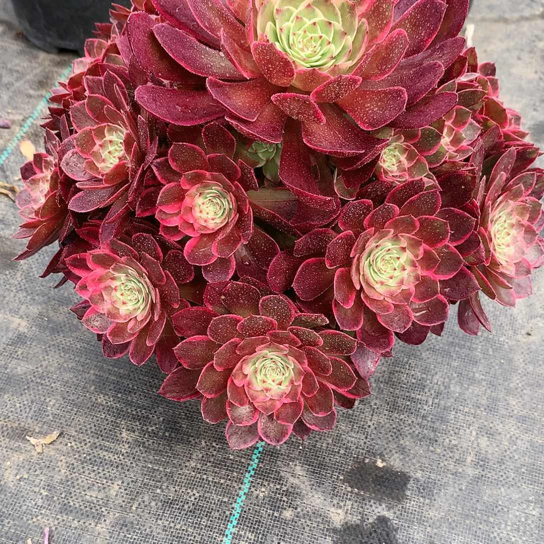 无花朵粉女妖法师图片植物