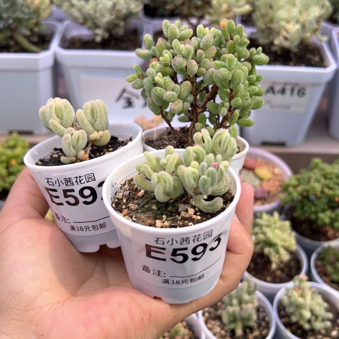 稚**?多肉植物枝干紫闪光超白白虎斑锦-折后
