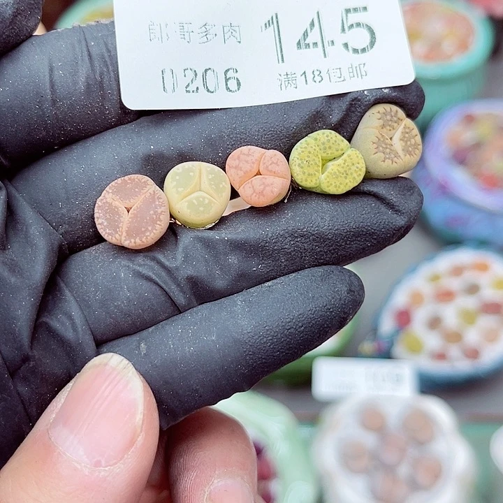 郎哥多肉生石花6-145