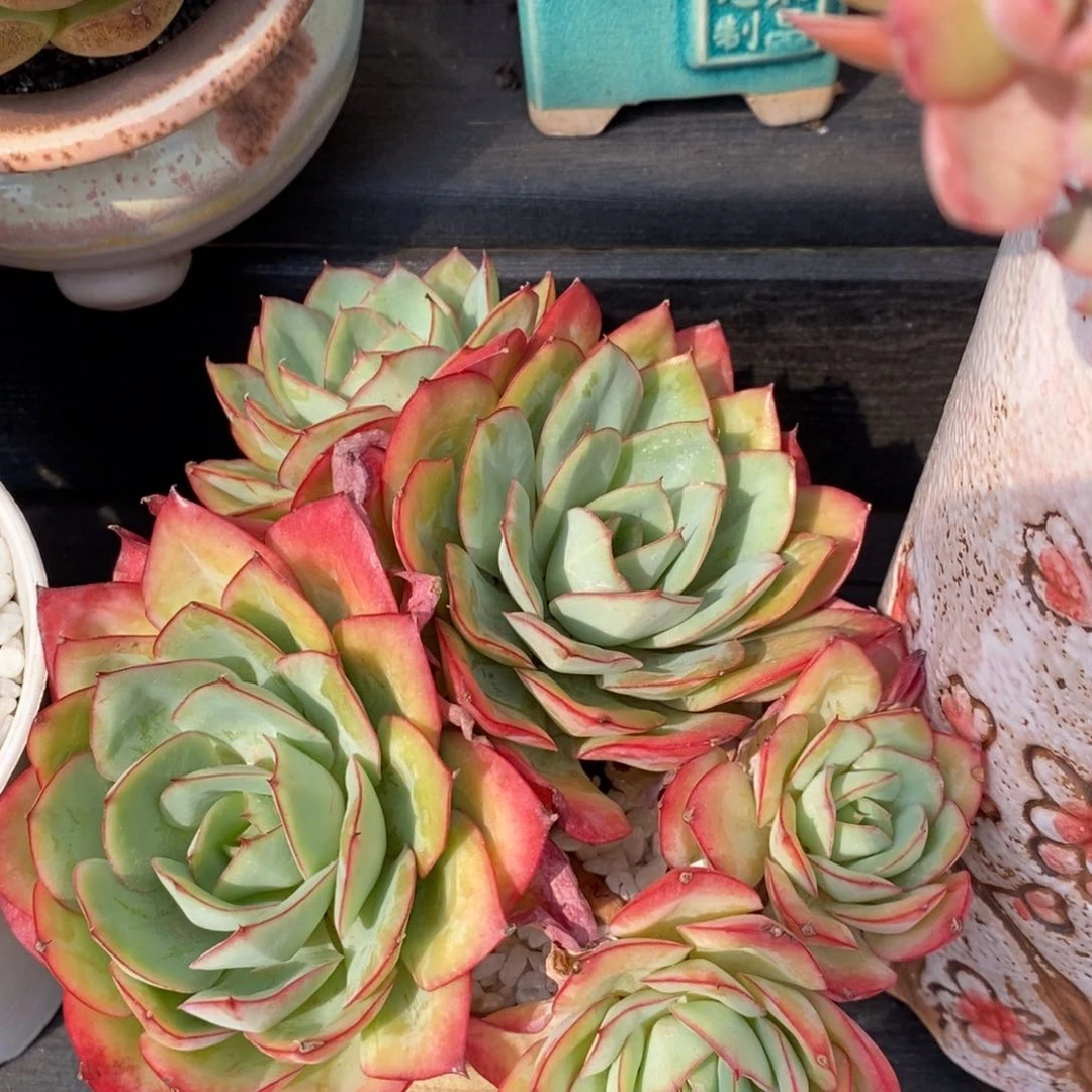 牡丹亭多肉植物盆栽