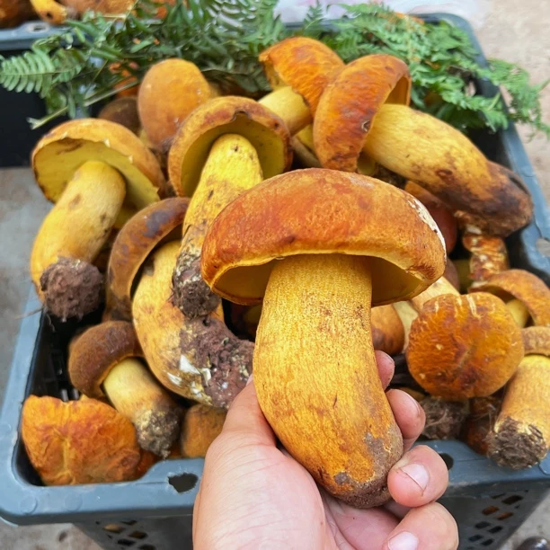 云南 新鲜野生黄濑头 (黄牛肝)
