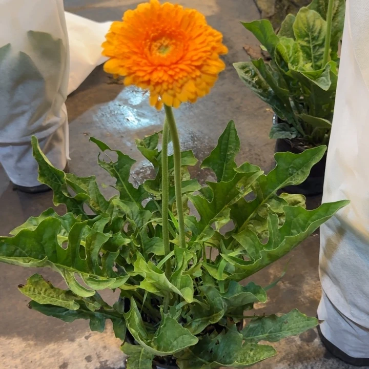 一加仑软盆非洲菊/巴塞罗纳