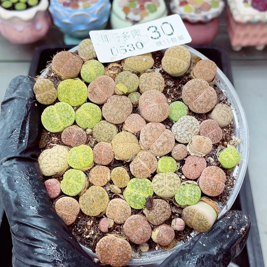 郎哥18包邮0530-30