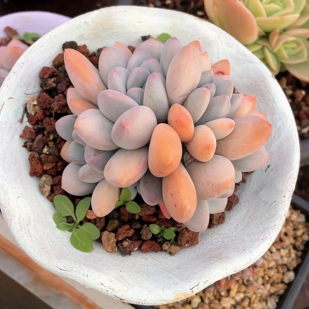 多肉植物一物一拍