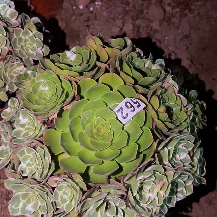 562万花筒多肉植物不售后