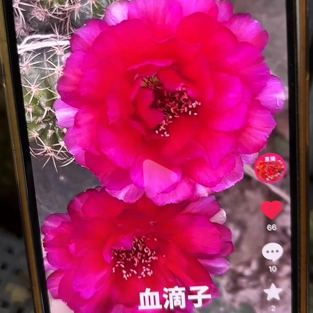 血滴子丽花小侧牙20包邮5