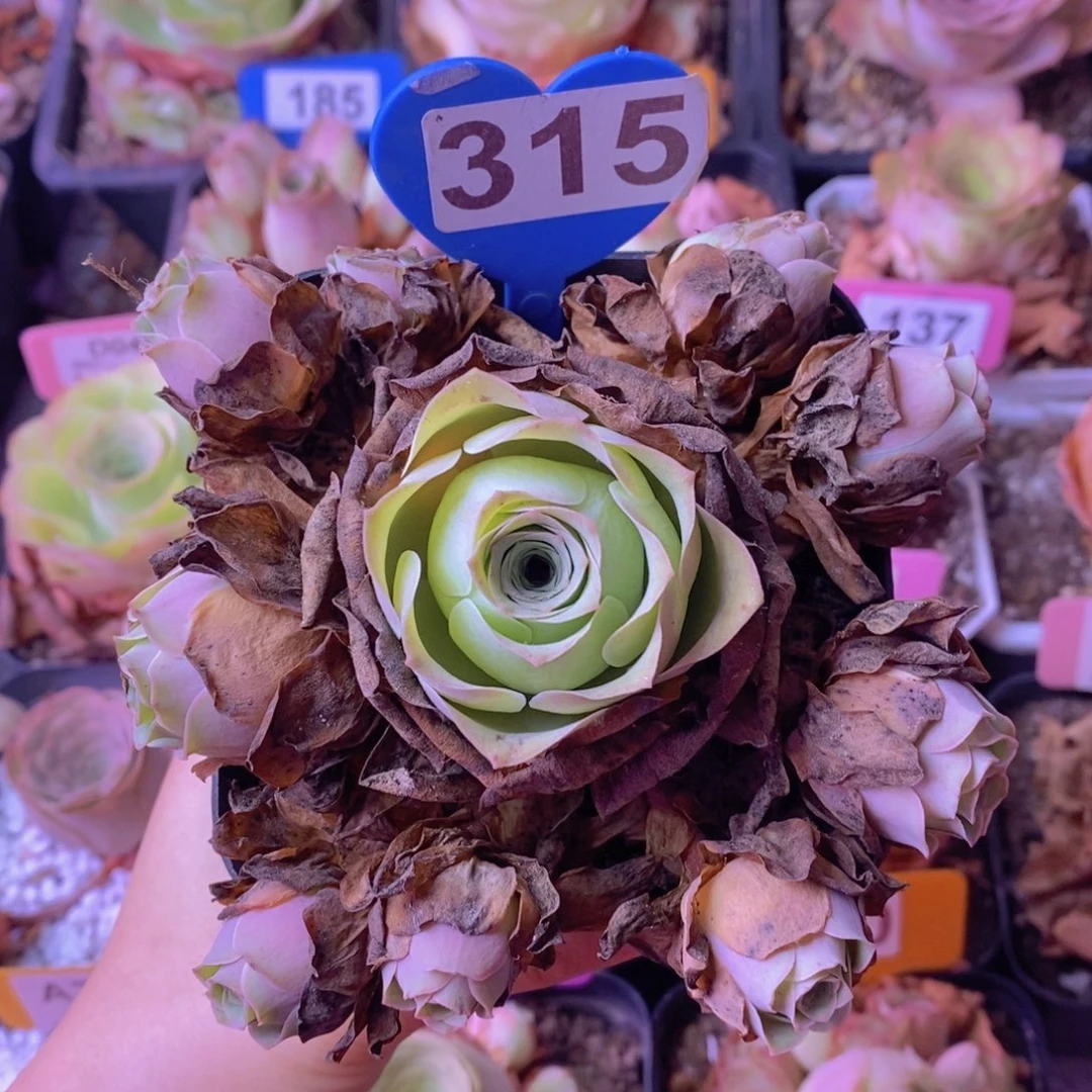 美妮玫瑰一物一拍315