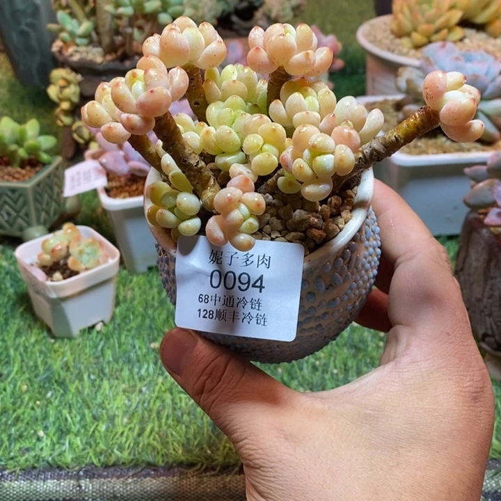 0094啊啊啊啊啊啊啊啊啊啊