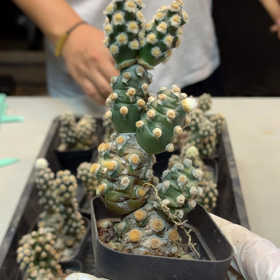 自根 肖壶团扇 5头起发