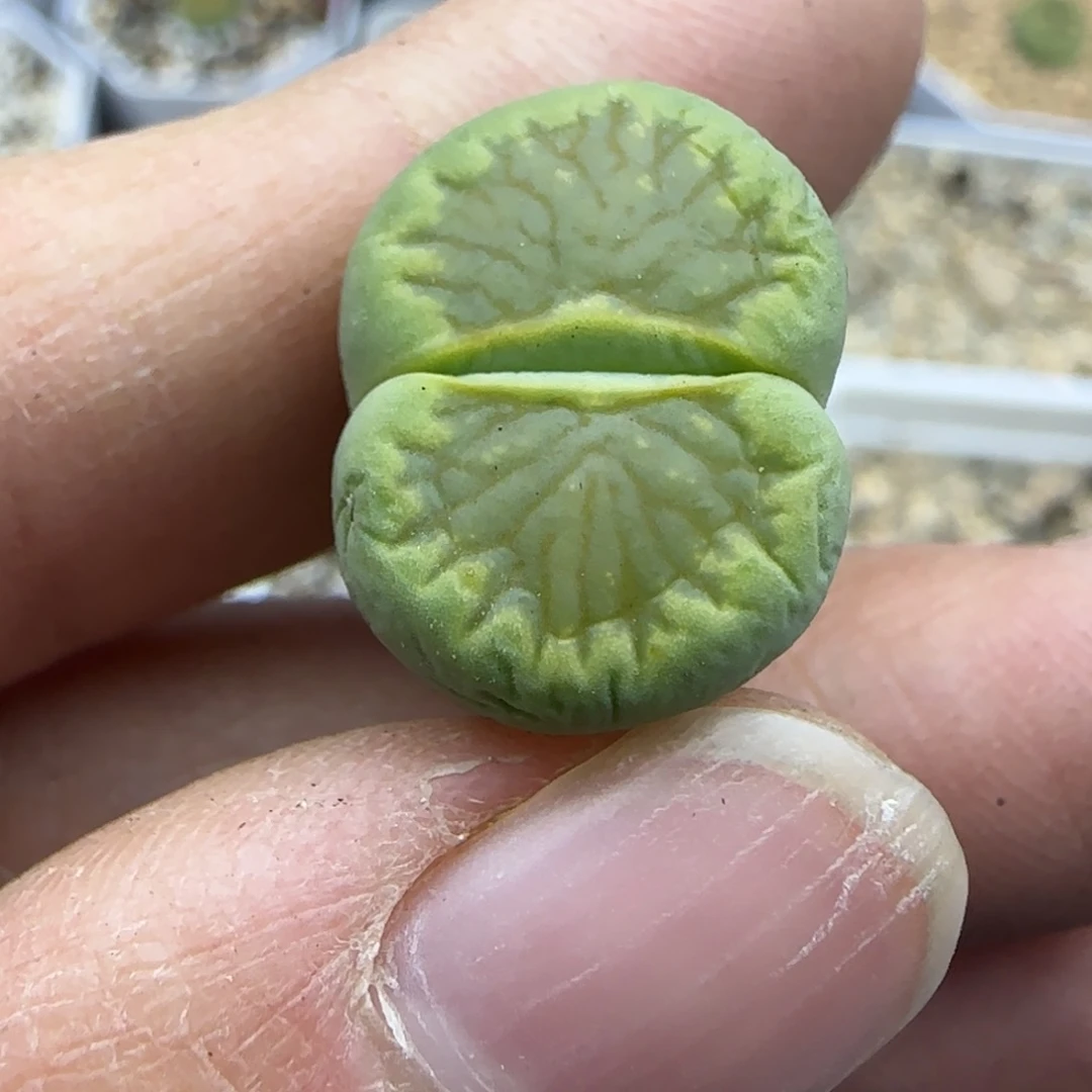 979稍缺水清框福利30包邮