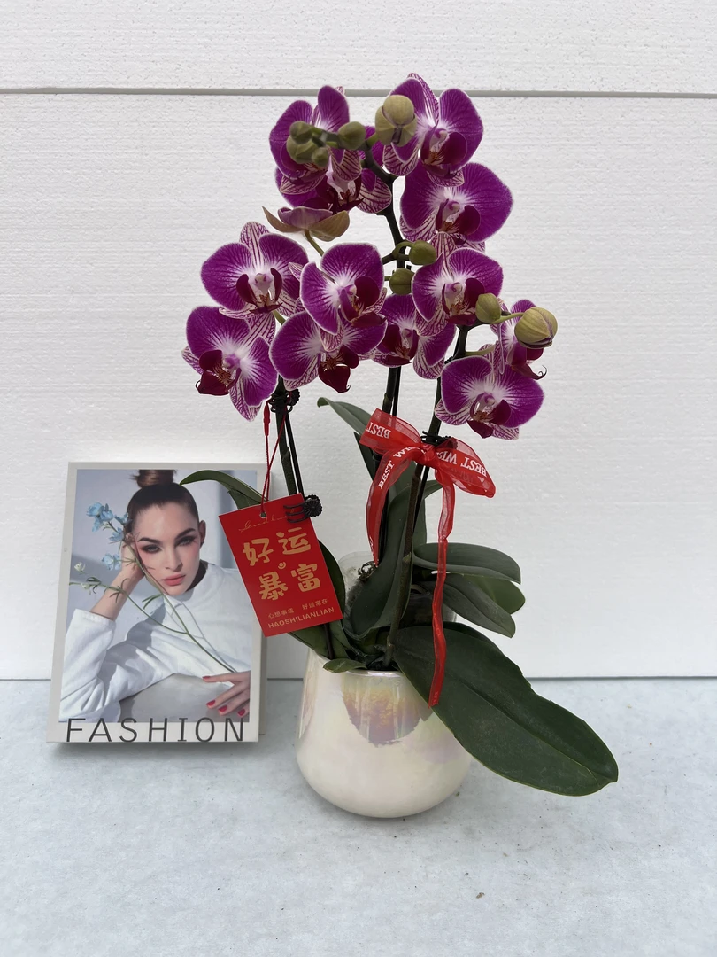 蝴蝶兰【富贵鸟】鲜花盆栽室内观赏花花佛山基地直发好养易活