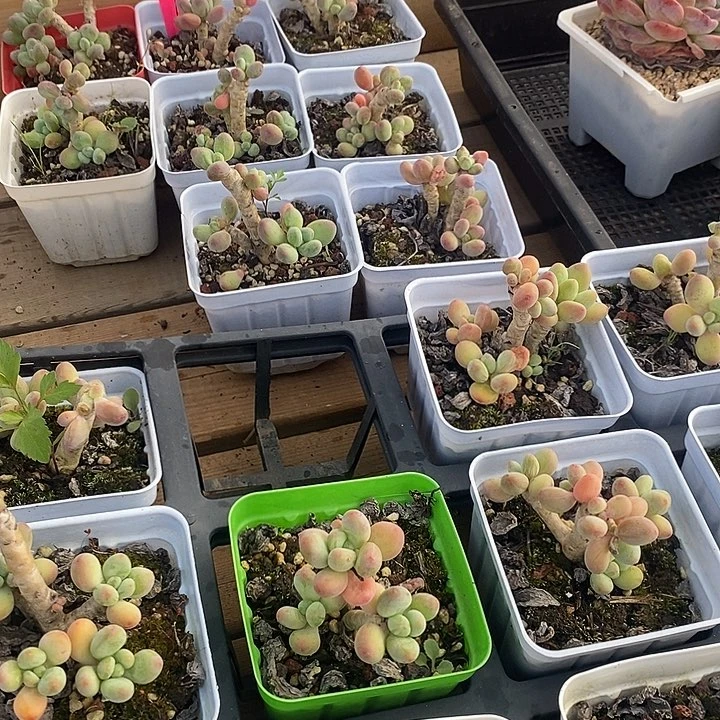 苹果奶，福利多多