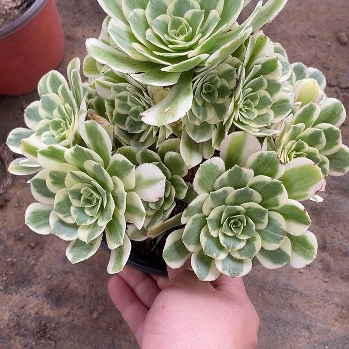 489迈巴赫多肉植物福利