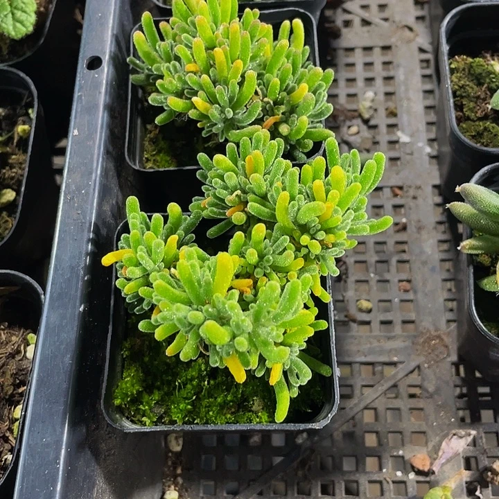 枝干翻杏带哦土发