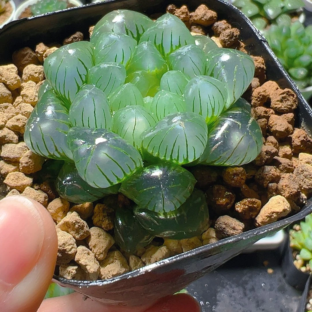 C***s翠冰玉露5245多肉植物