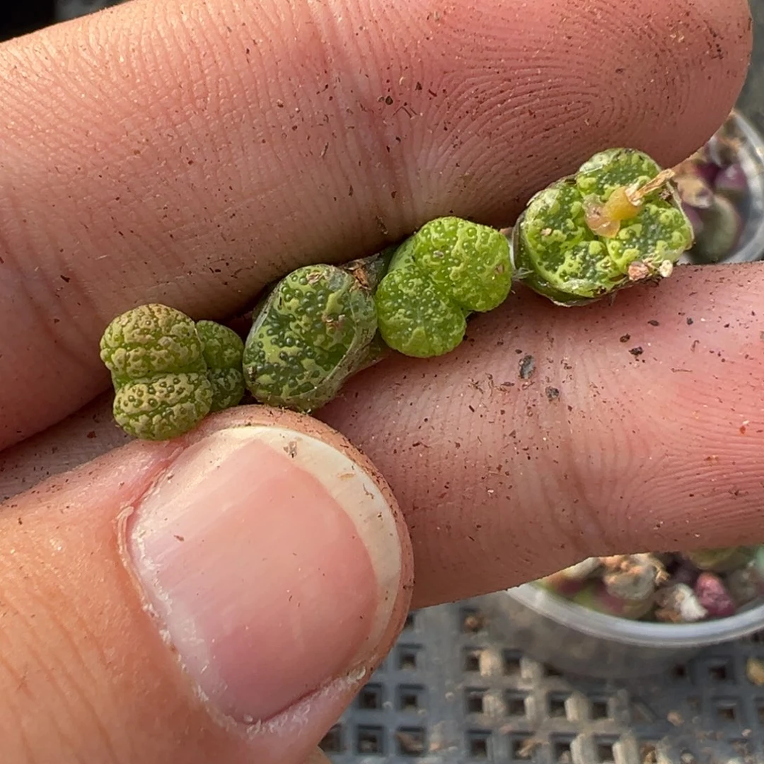 18-02量拍泡泡勋章一颗