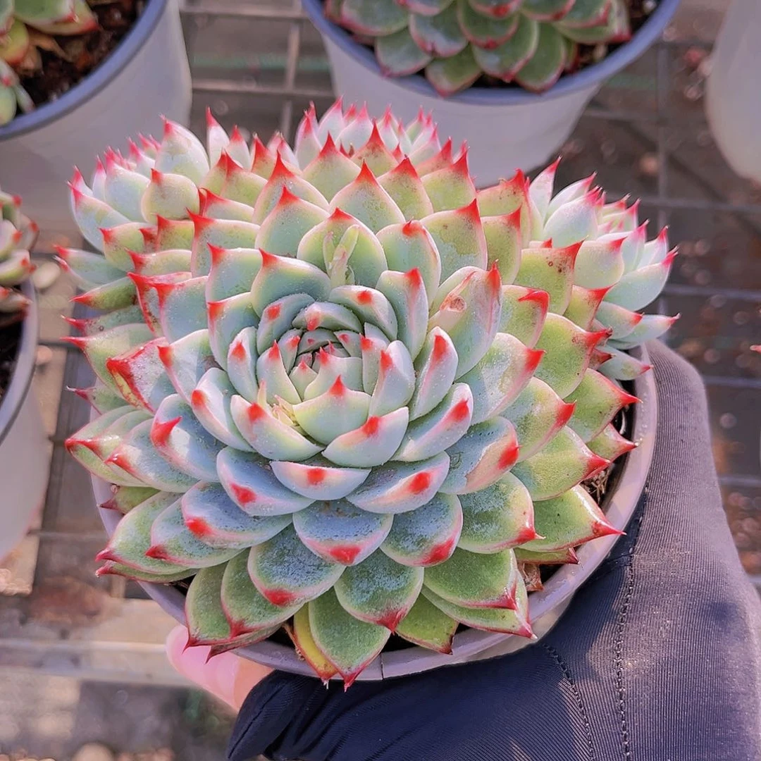 桃夭12.5公分988888889